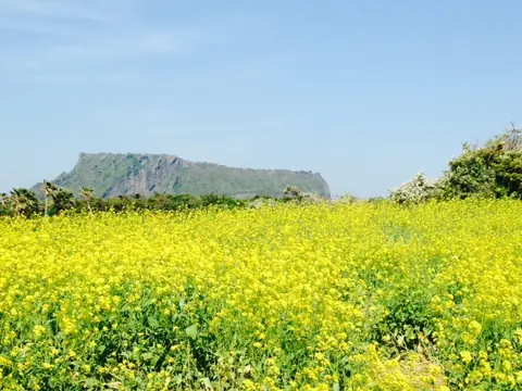 제주도 유채꽃밭.jpeg