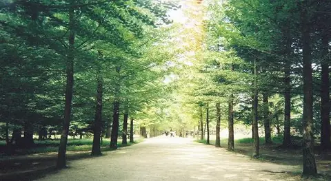 남이섬 산책로