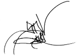 Taeyang signature.png